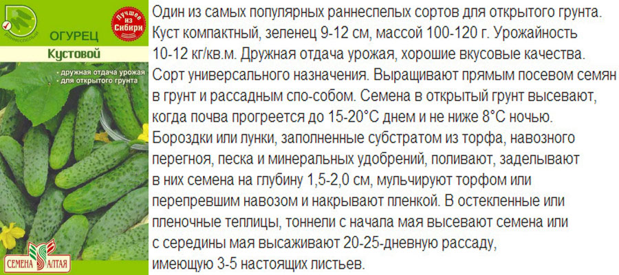 Огірок сорти Кущовий