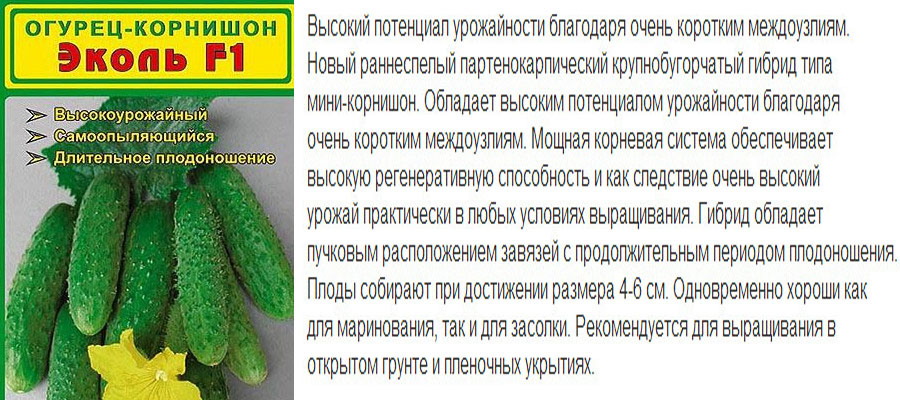 Гібрид Еколь F1